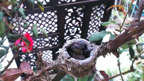  The Orphaned Hummingbird – A Colombian Folk Story Revealing Ancient Truths About Resilience and Nature's Harmony!