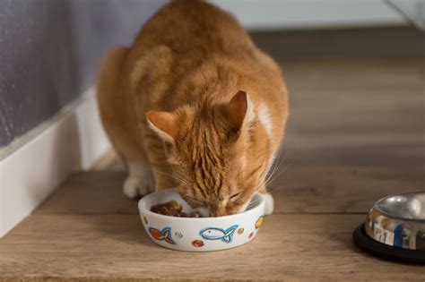 고양이 사료, 고양이의 미래를 바꿀 수 있을까?