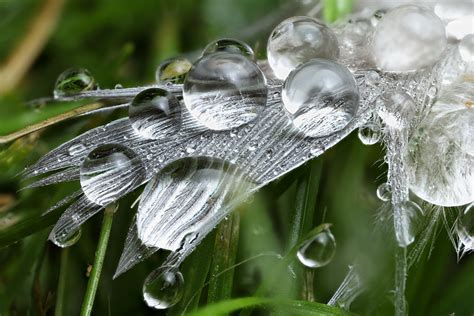 The Dewdrops on a Bird’s Feather –  A Folktale That Reveals the Hidden Truths of Nature and Humanity!