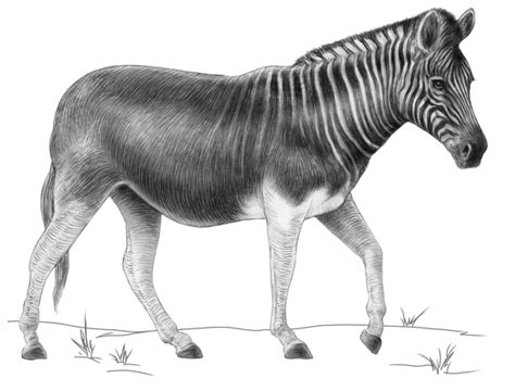  “The Quagga King” - A Tale of Unexpected Transformation and Hidden Identity!