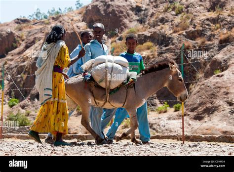  The Queen of Sheba and Her Talking Donkey! - A Timeless Ethiopian Folktale about Wisdom, Deception, and the Power of Humble Beginnings