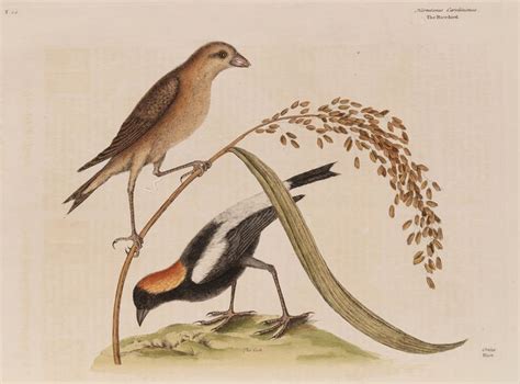  The Rice Bird - An Epic Tale Of Sacrifice And Transformation From 18th Century Philippines!