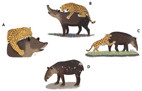 “The Tapir and the Jaguar” – A Brazilian Folktale that Explores Themes of Deception and Cunning!