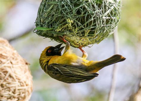 Why Did The Weaver Bird Weave So Fast? - A Tale of Transformation and Community from 8th Century South Africa